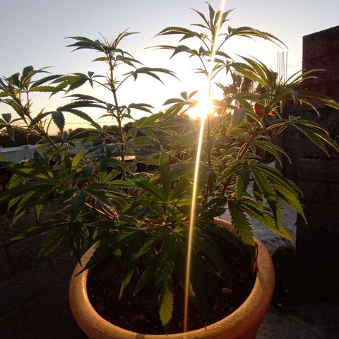 MK 1 growlog timeline photo