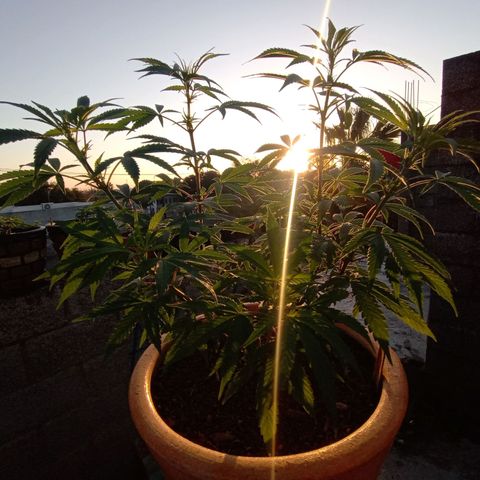 MK 1 growlog timeline photo