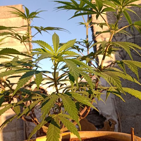 MK 1 growlog timeline photo