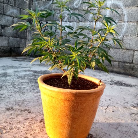 MK 1 growlog timeline photo