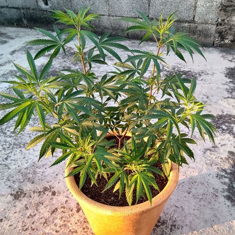 MK 1 growlog timeline photo