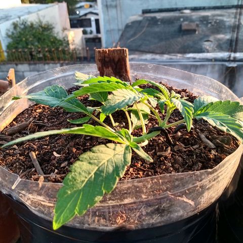 PYK  growlog timeline photo