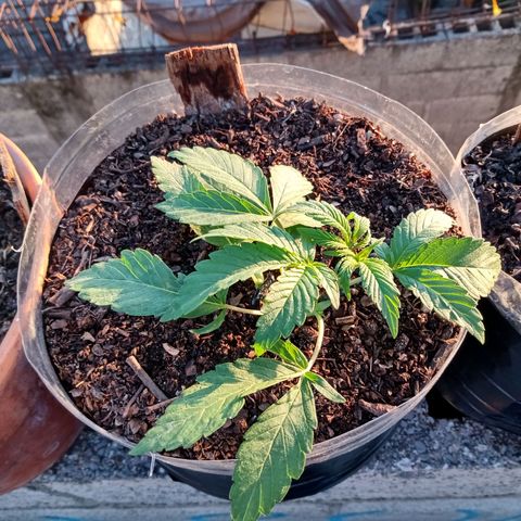 PYK  growlog timeline photo