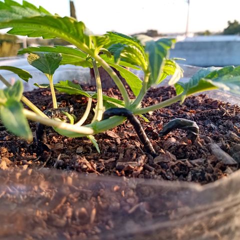 PYK  growlog timeline photo