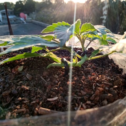 PYK  growlog timeline photo
