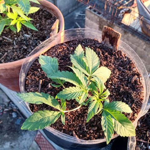 PYK  growlog timeline photo