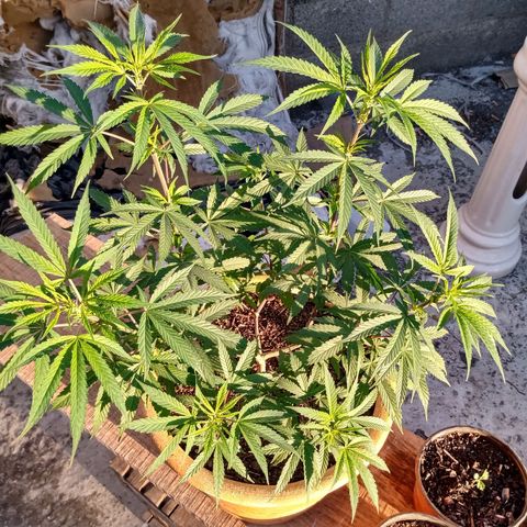 MK 1 growlog timeline photo