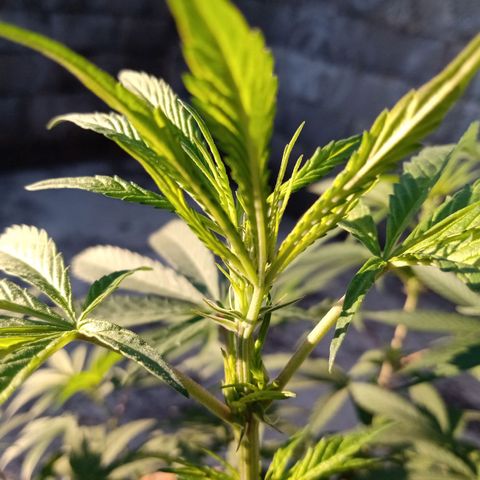MK 1 growlog timeline photo