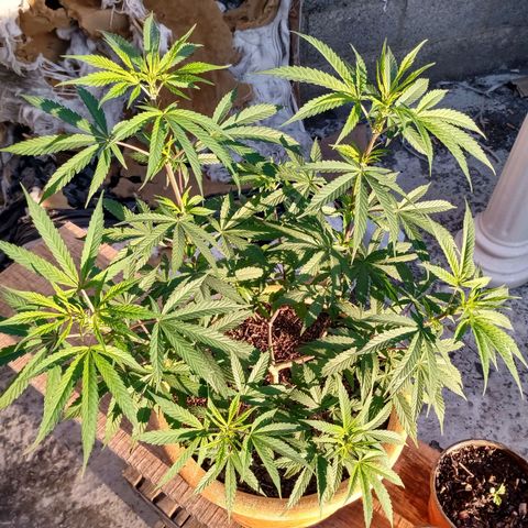 MK 1 growlog timeline photo