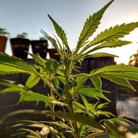 MK 1 growlog timeline photo