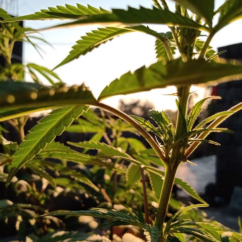 MK 1 growlog timeline photo