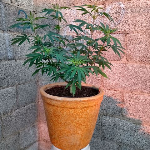 MK 1 growlog timeline photo