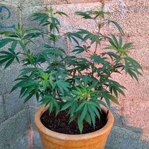 MK 1 growlog timeline photo