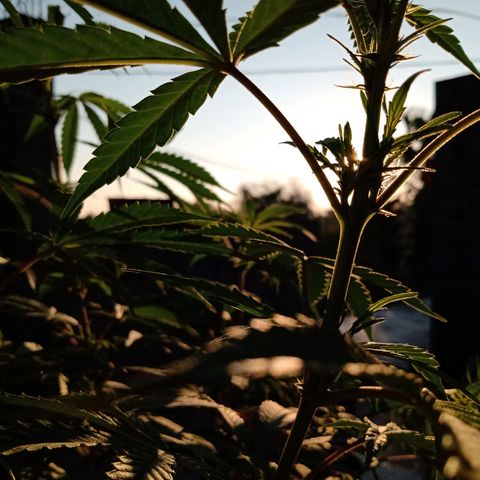MK 1 growlog timeline photo
