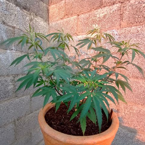 MK 1 growlog timeline photo
