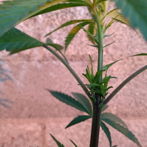 MK 1 growlog timeline photo
