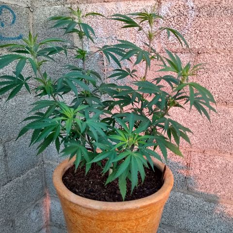MK 1 growlog timeline photo