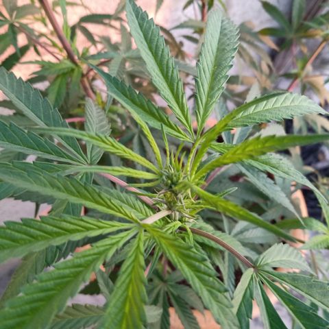 MK 1 growlog timeline photo