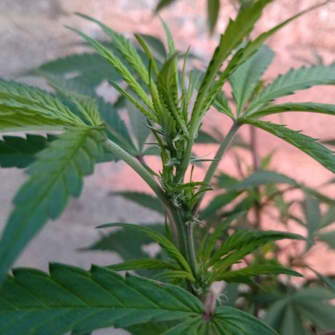 MK 1 growlog timeline photo