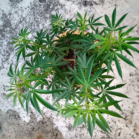 MK 1 growlog timeline photo