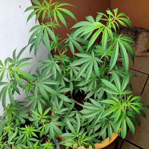 MK 1 growlog timeline photo