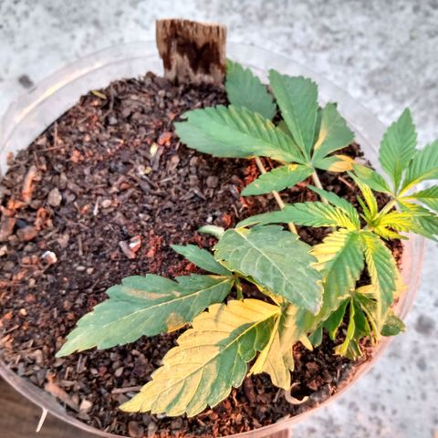 PYK  growlog timeline photo