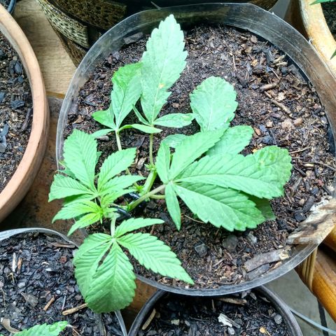 PYK  growlog timeline photo