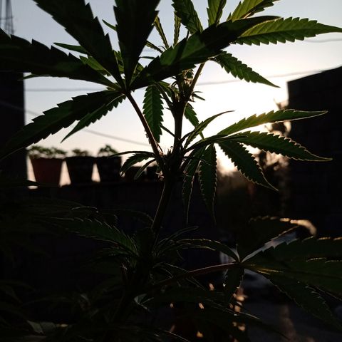 MK 1 growlog timeline photo