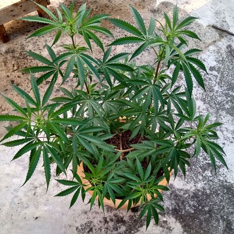 MK 1 growlog timeline photo