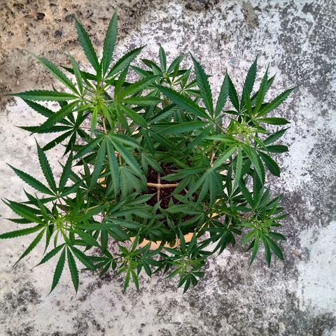 MK 1 growlog timeline photo