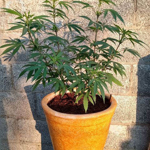 MK 1 growlog timeline photo