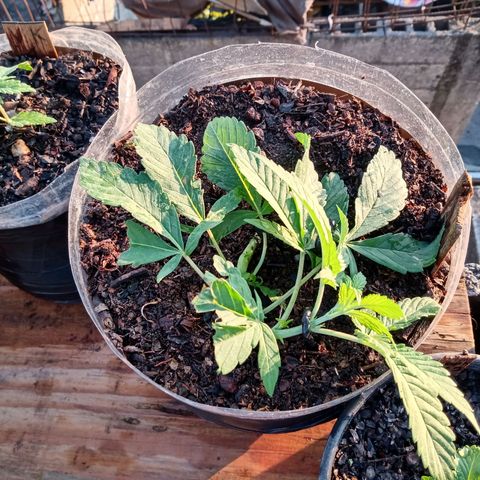 PYK  growlog timeline photo