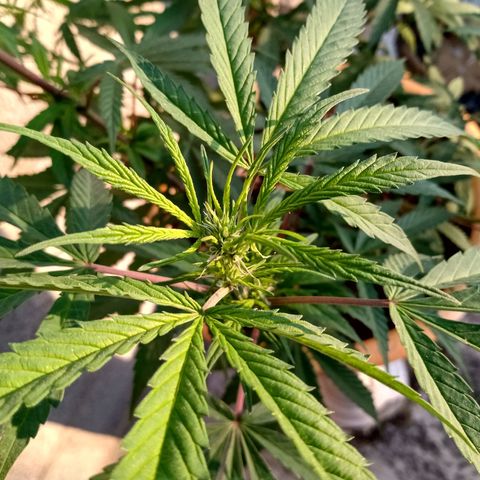 MK 1 growlog timeline photo