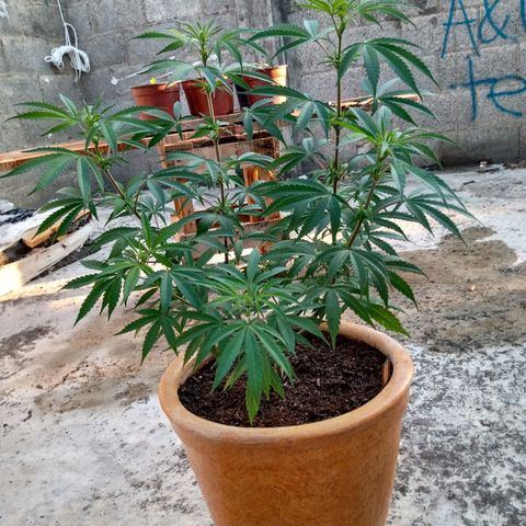 MK 1 growlog timeline photo