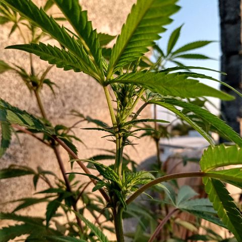 MK 1 growlog timeline photo