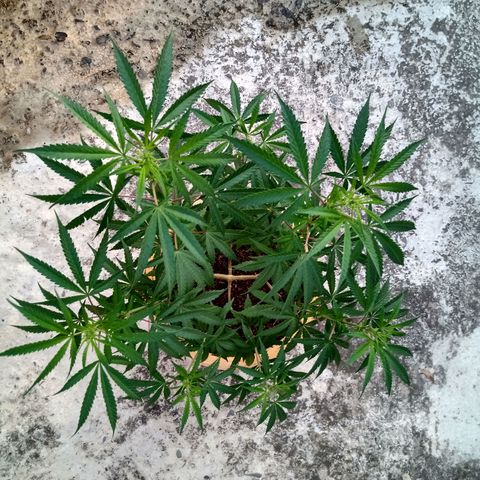 MK 1 growlog timeline photo