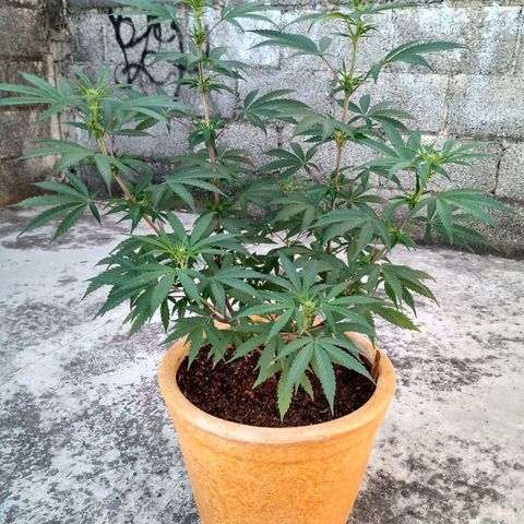MK 1 growlog timeline photo