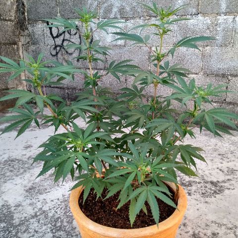 MK 1 growlog timeline photo