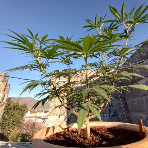 MK 1 growlog timeline photo