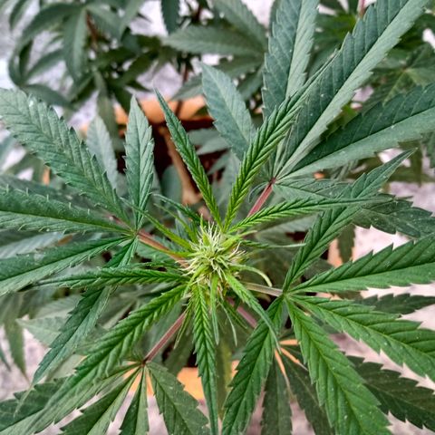 MK 1 growlog timeline photo
