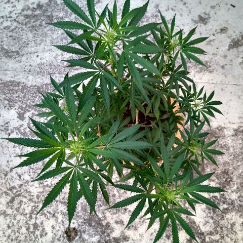 MK 1 growlog timeline photo