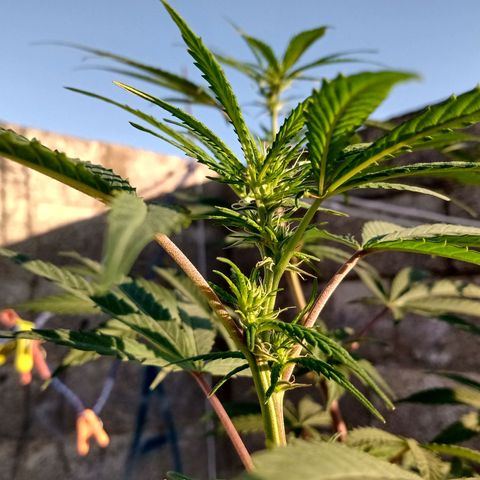 MK 1 growlog timeline photo