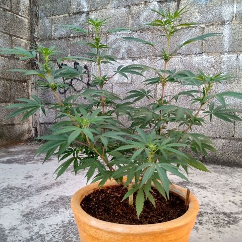 MK 1 growlog timeline photo