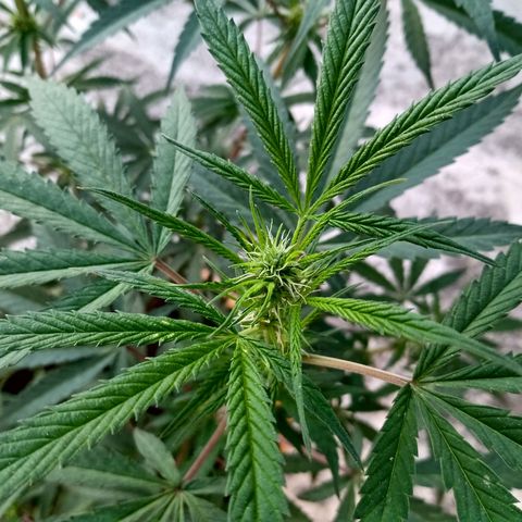 MK 1 growlog timeline photo