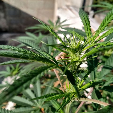 MK 1 growlog timeline photo