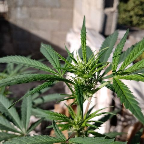 MK 1 growlog timeline photo