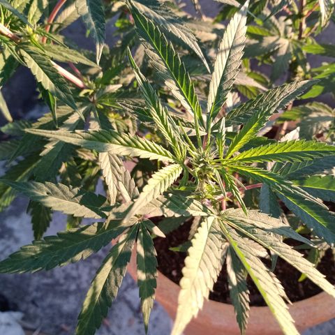MK 1 growlog timeline photo