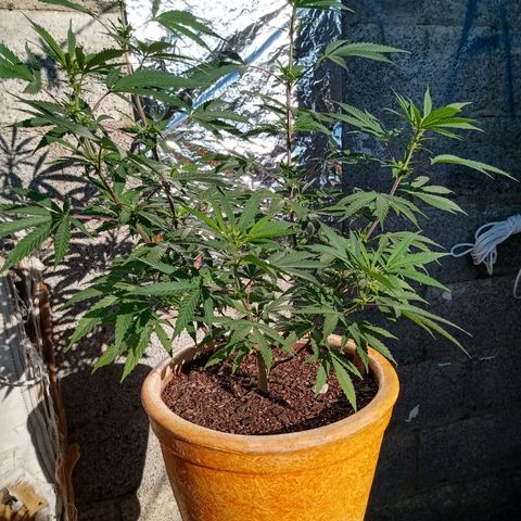 MK 1 growlog timeline photo