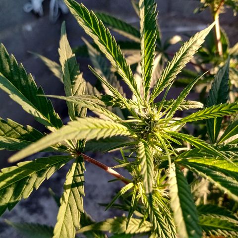 MK 1 growlog timeline photo