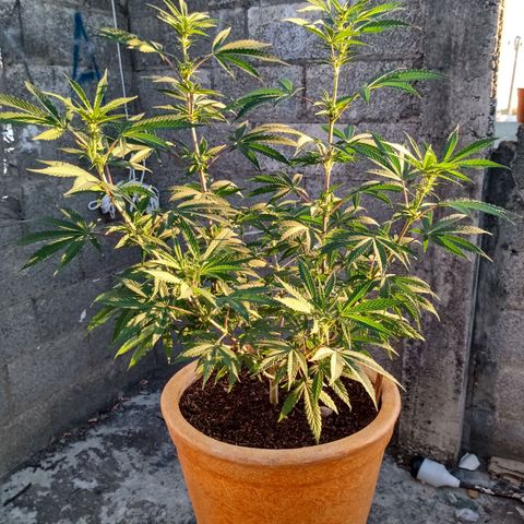 MK 1 growlog timeline photo